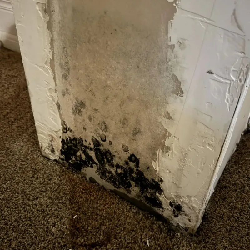 Professional Mold Removal in Moorhead, MN